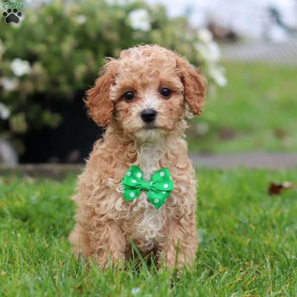 Rider, Miniature Poodle Puppy